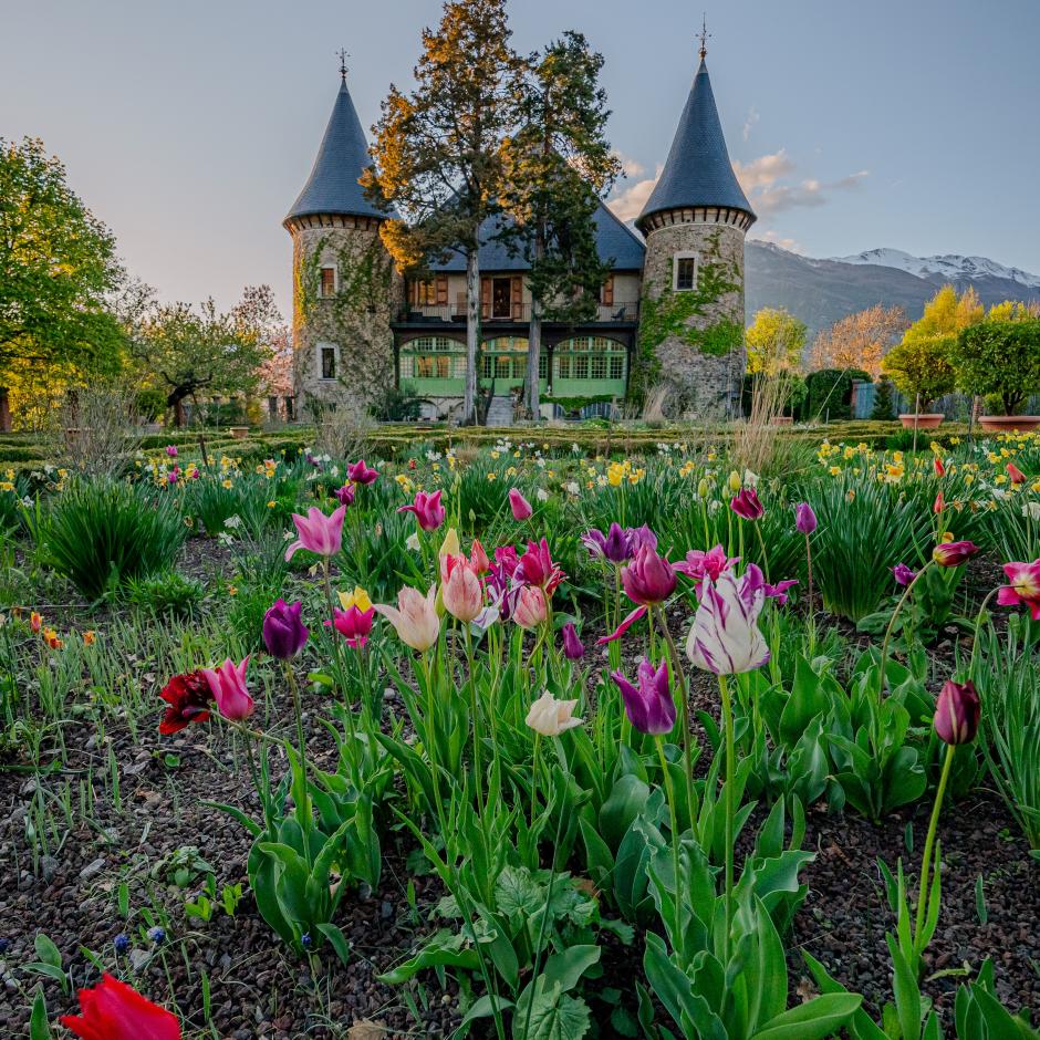 Tulipes à Picomtal