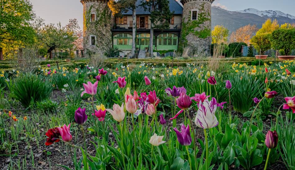 Tulipes à Picomtal
